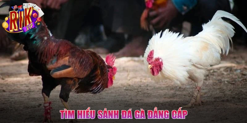 Tìm hiểu sảnh Đá Gà đẳng cấp nhất thị trường